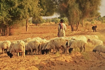 A young Shepherd in Rajasthan