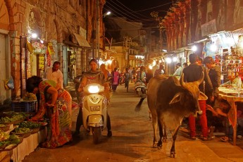 Bhuj in the evening ... Cows walk everywhere in India.