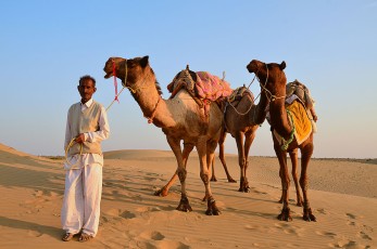 The Camel Driver