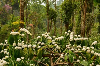 A coffee plantation