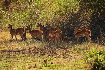 A herd of dottet deer welcomed me when riding up to Ooty.