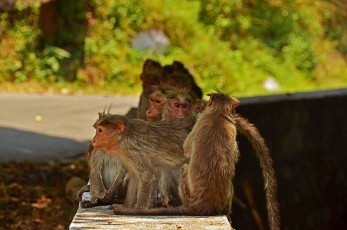 Monkeys at the road side