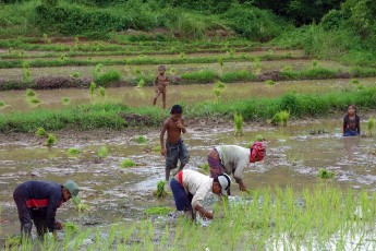Workers in the rice fields