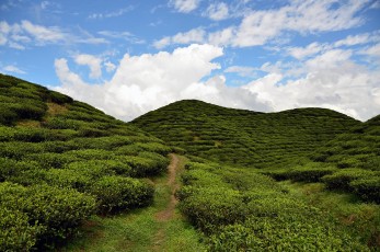 Tea plantations around Ilam