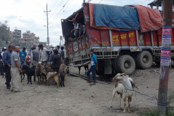Selling goats for the Dasain festival