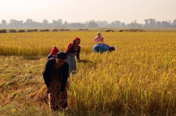Women harvesting rice close to Dhangadhi airfield