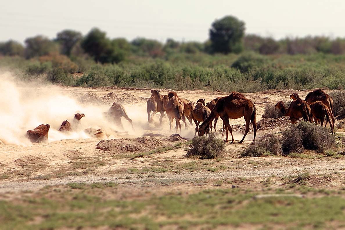 Camel Herd