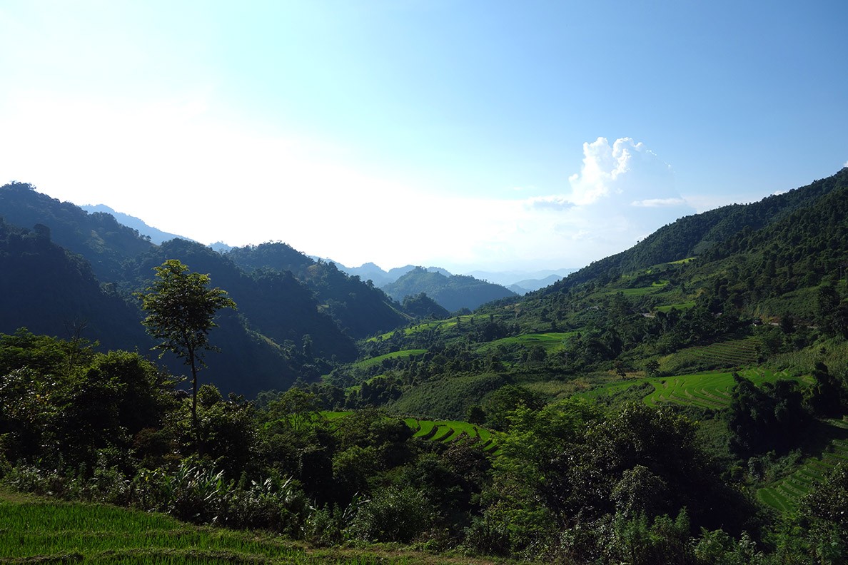 Rice Terraces