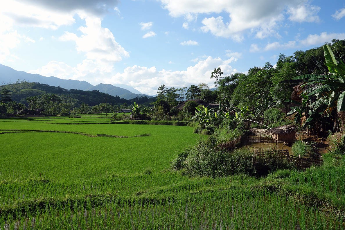 Rice Paddies
