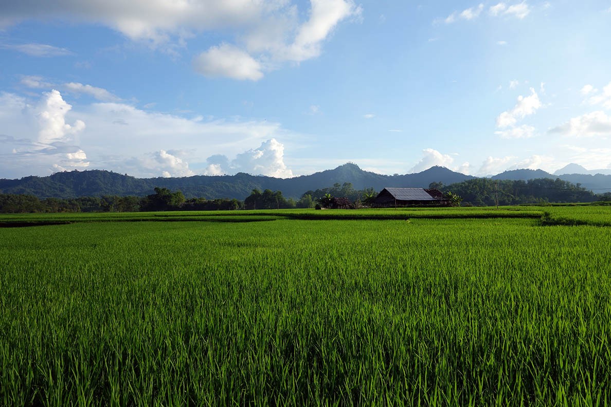 Rice Paddies