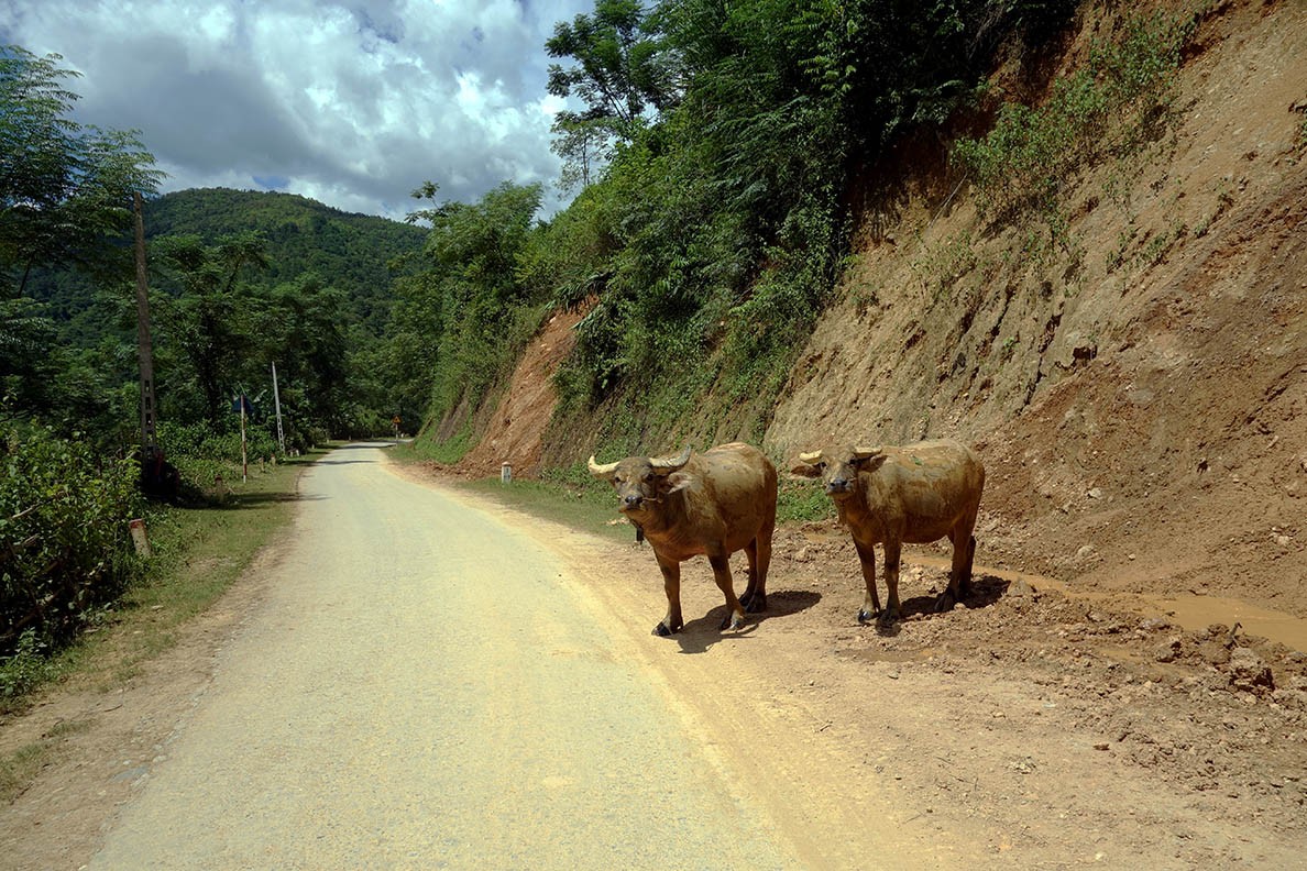 Suspicious water buffalos