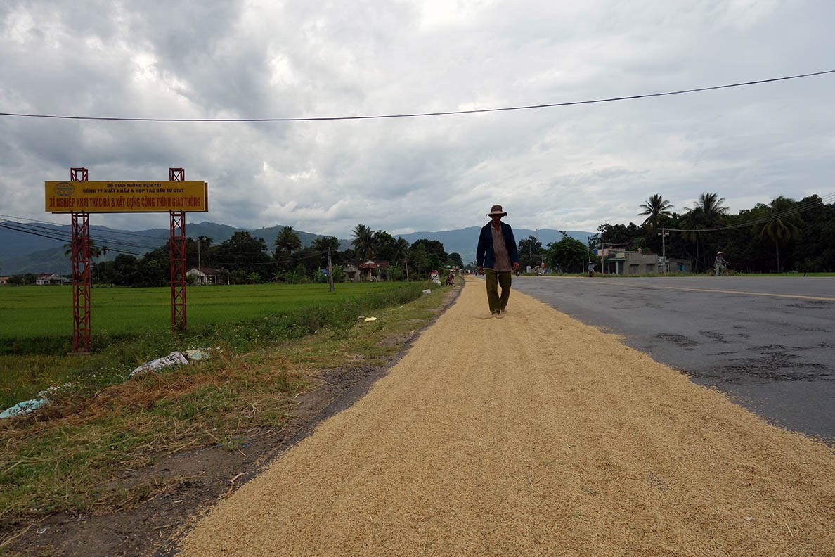A farmer drying rice at the side of the road