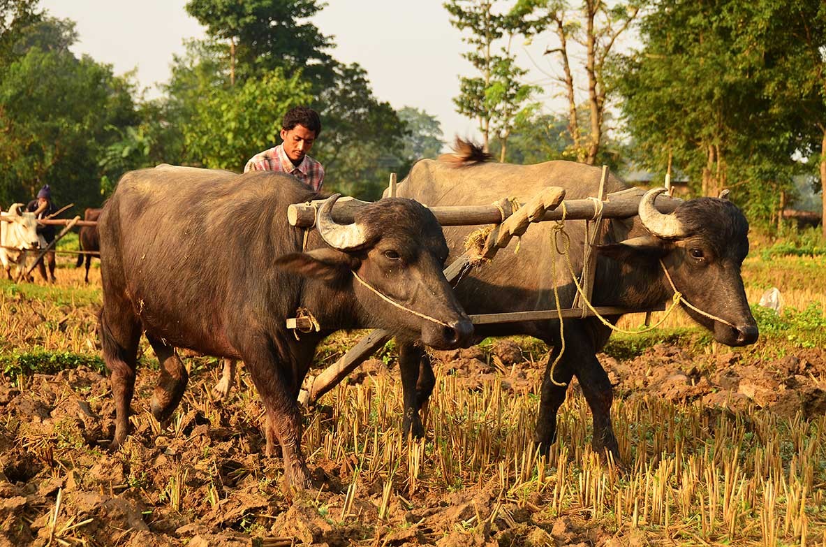 Local farmers preparing their fields after the crops are harvested.