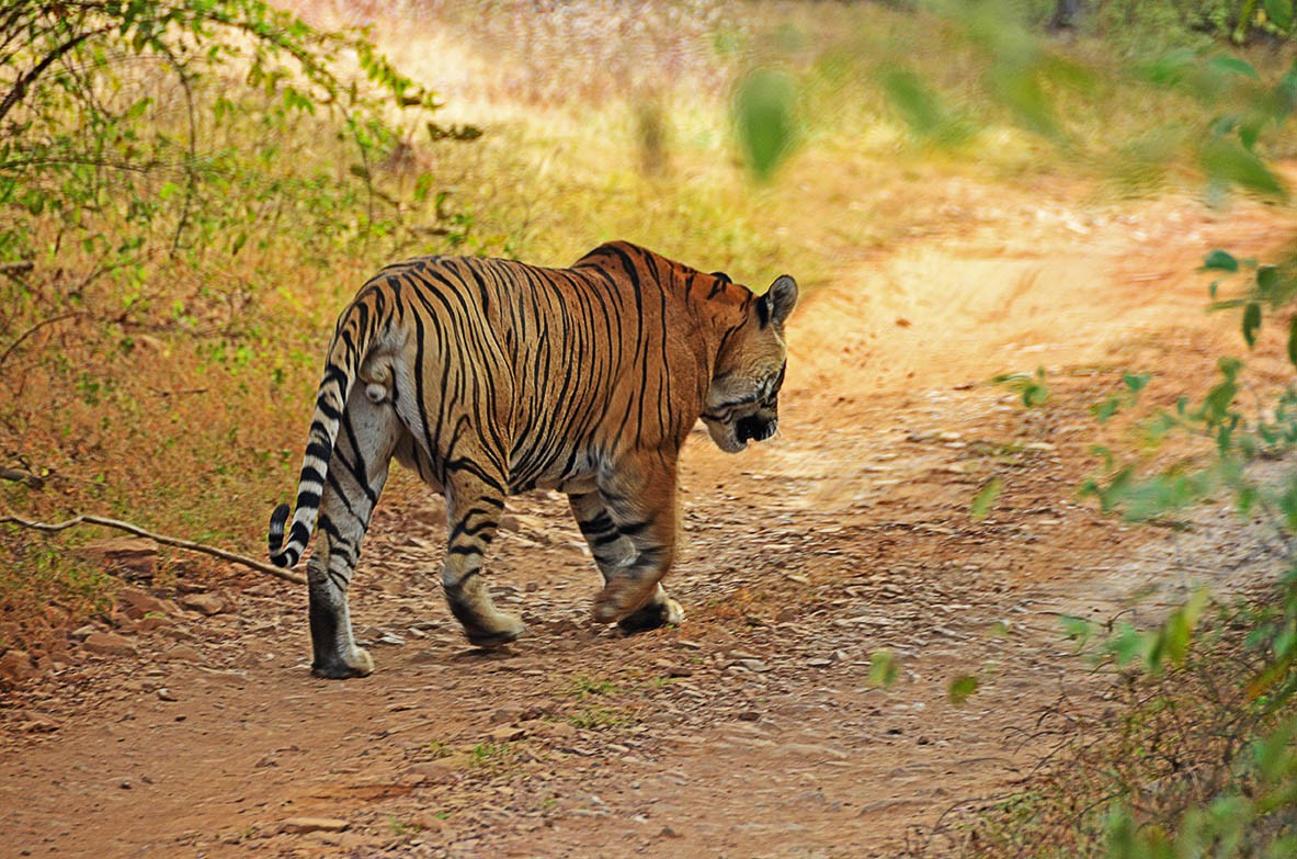 Ranthambhore National Park