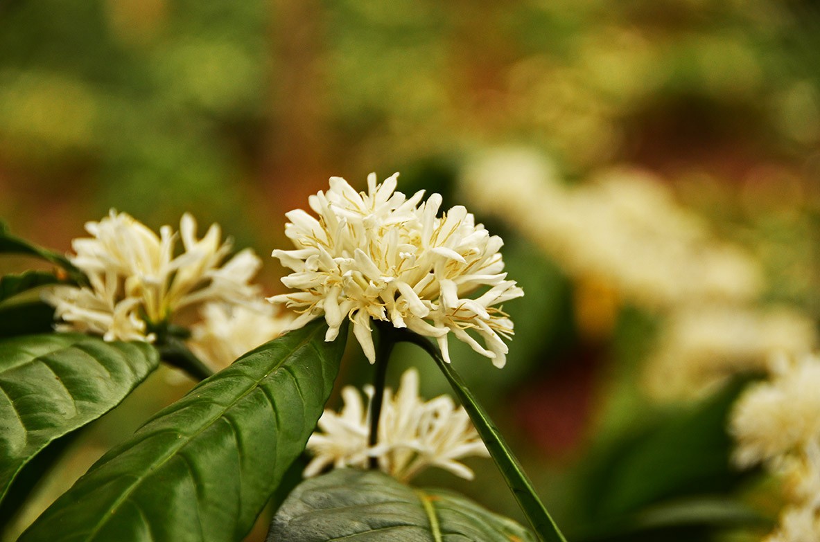 Coffee Flower