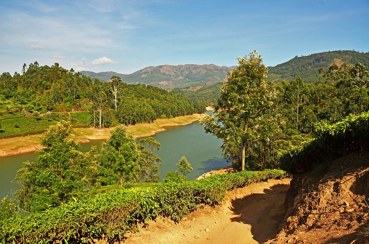 Cruising through the tea plantations of Munnar