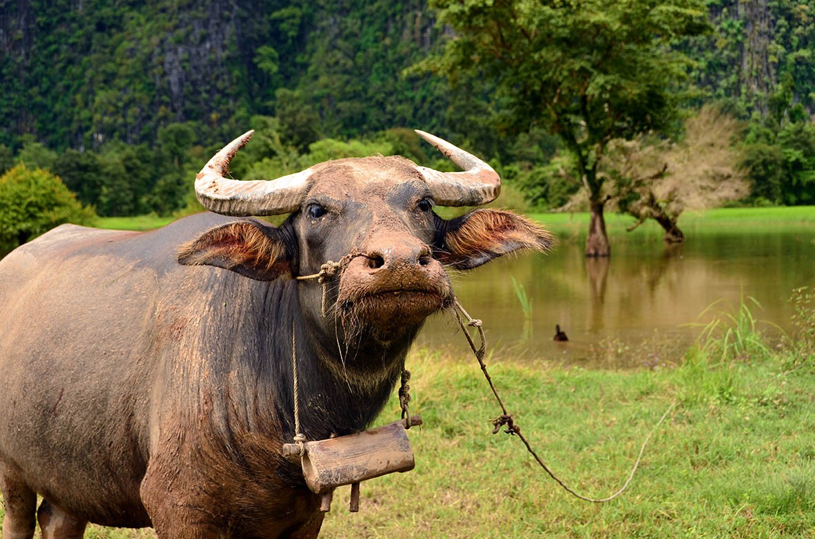 Another Water Buffalo