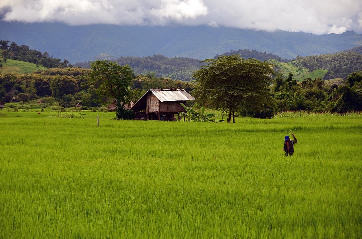 A farmer on his rice paddies