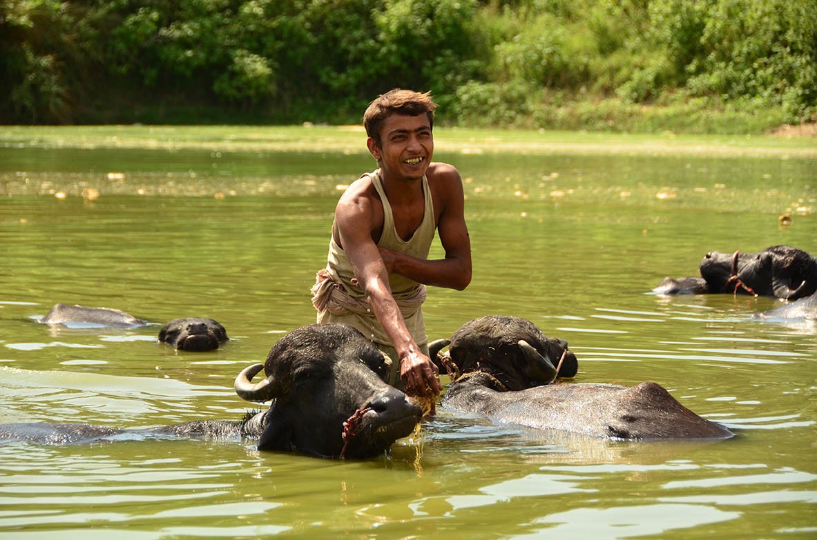 Boy washing his water buffalos
