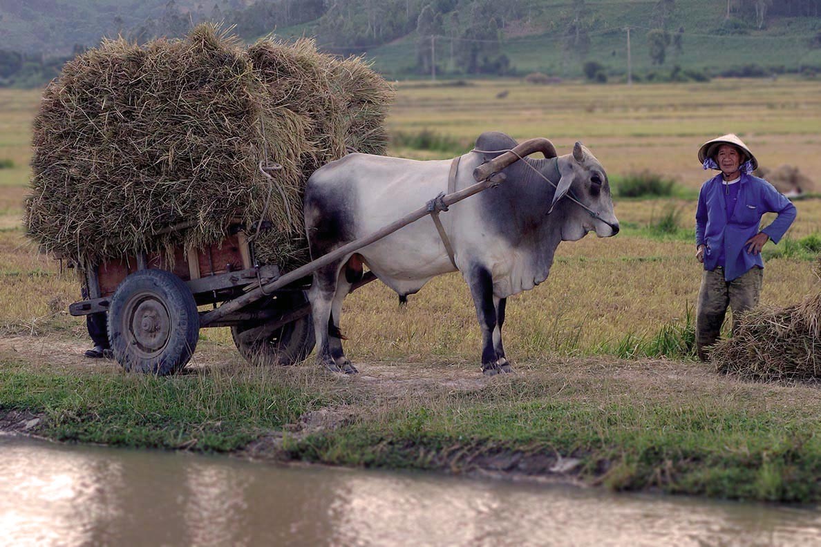 Farmer in the South of Vietnam