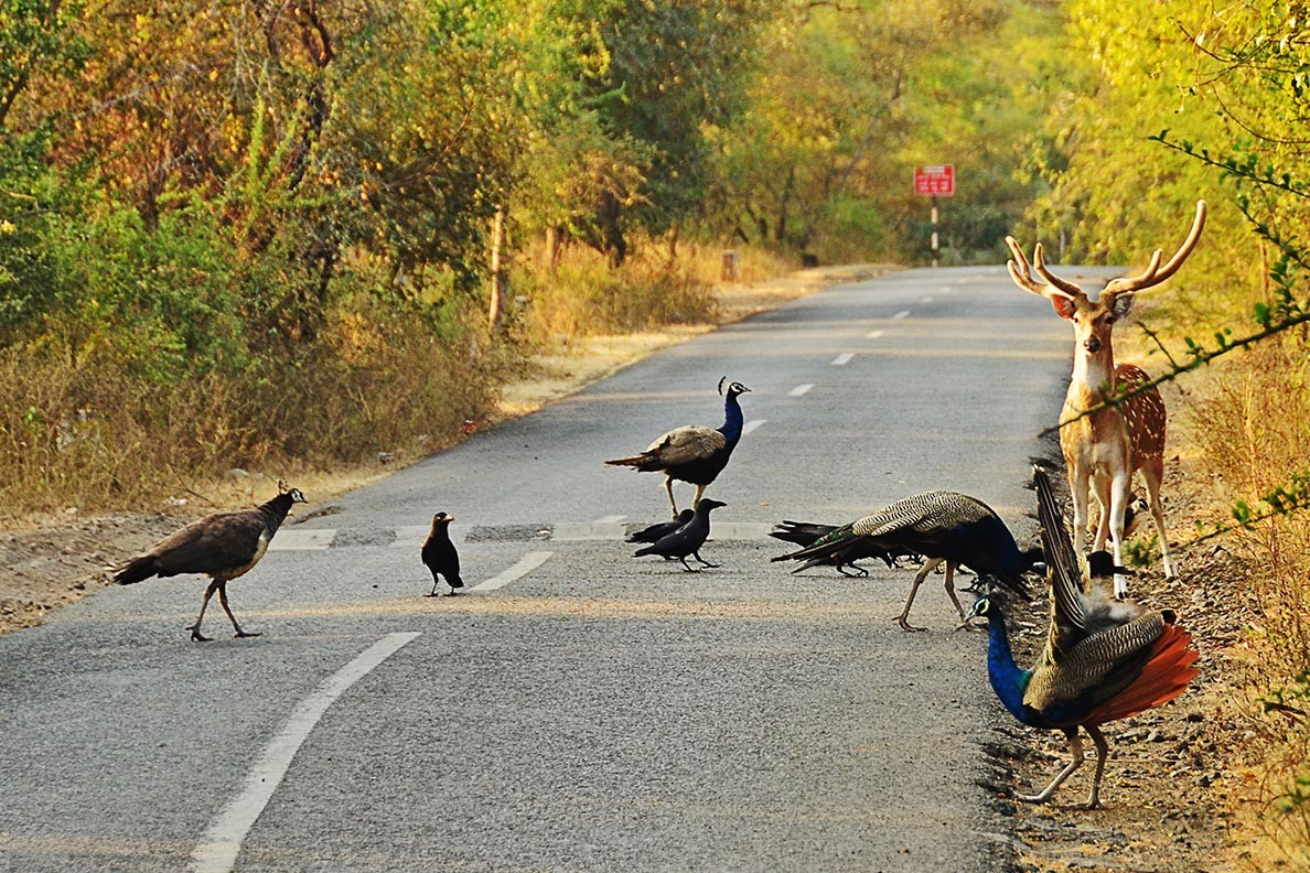 On my Way from Diu to Udaipur