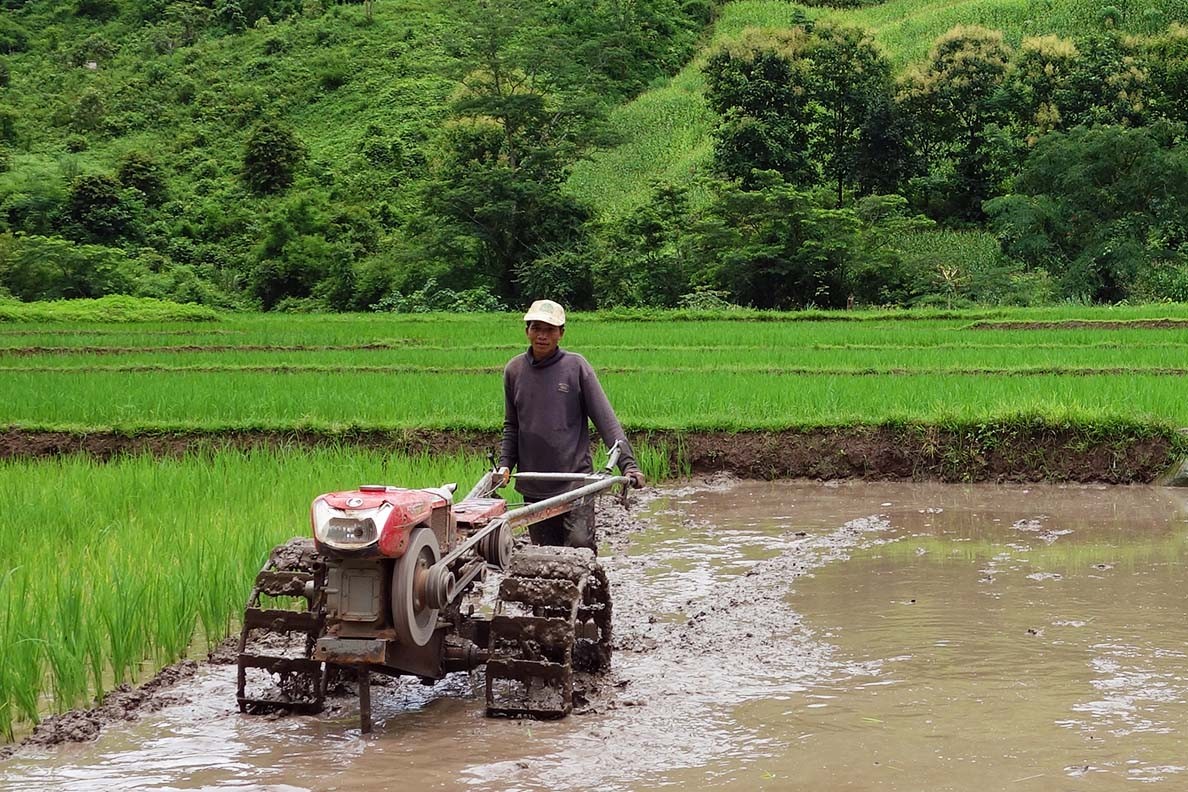 Preparation of the rice paddies