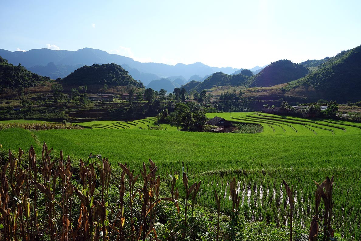 Rice Paddies around Sapa