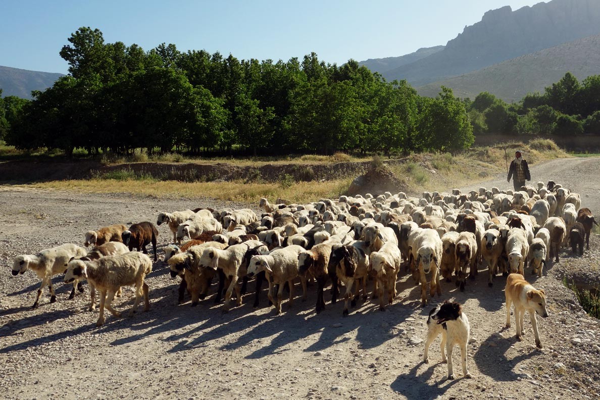 Shepherd