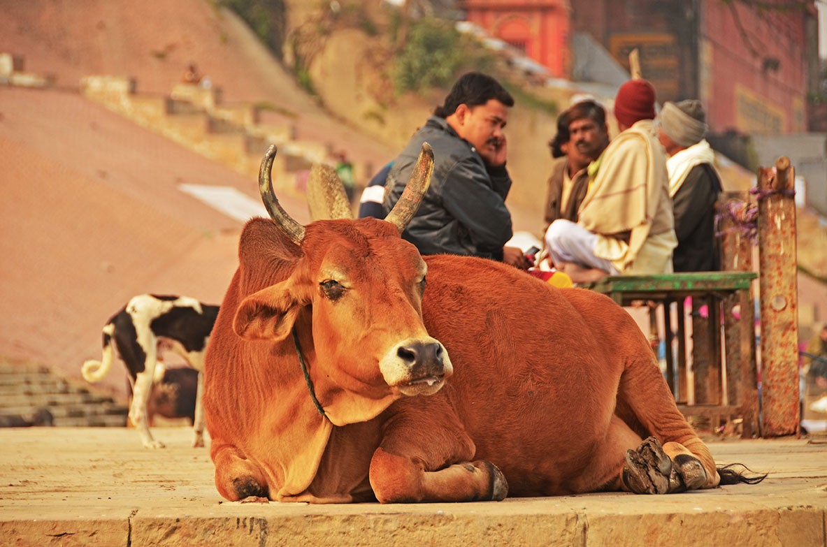 Varanasi - Cows are allowed everywhere