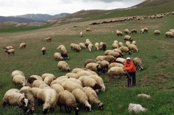 Shepherd - East Turkey