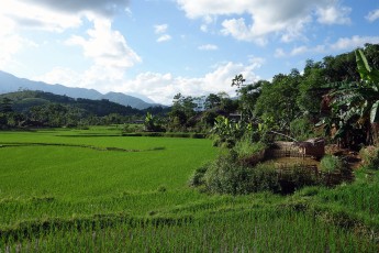 Rice paddies - The freshest green I have ever seen.