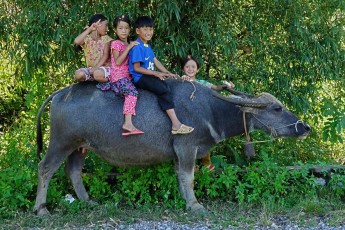 Curious kids with their water buffalo